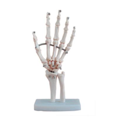 China School / Hospital Life Size Hand Model Common Hands Cheap Plastic Skeleton Skeletons for sale