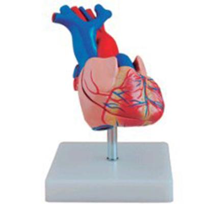 China Divided into 2 parts of BIX-A1068 size heart natural anatomy model for sale