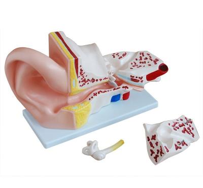 China Durable Human Anatomical Giant Ear Model for sale