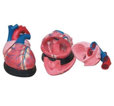 China PVC Heart huge plastic model for sale