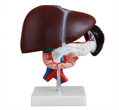 China Durable Human Pancreas Duodenum Liver Anatomical Model for sale