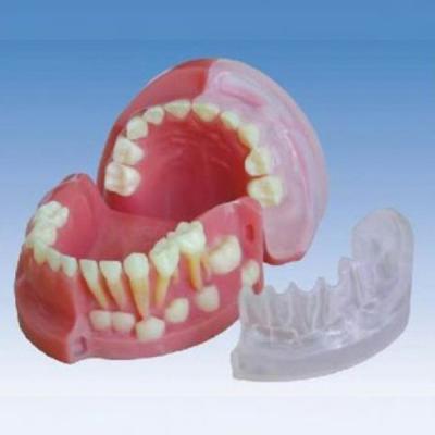 China BIX School - L1021 milk teeth alternating anatomical model at age three for sale