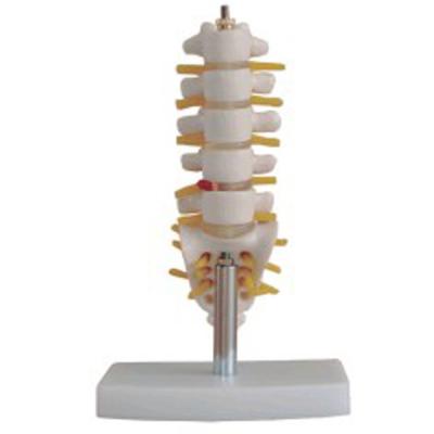 China Hospital Clinic University BIX-A1019 10cm Small Size Lumbar Vertebra With Sacrum And Coccyx Skeletal Model for sale