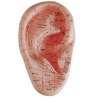 China PVC Acupuncture Ear Model Point for sale