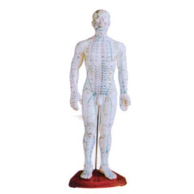 China Hospital Clinic University Human Body High Quality Small Size Chinese Acupuncture Teaching Model Chinese Version for sale