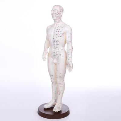 China Medical Chinese Hospital Clinic University Acupuncture Human Body Model 46CM for sale