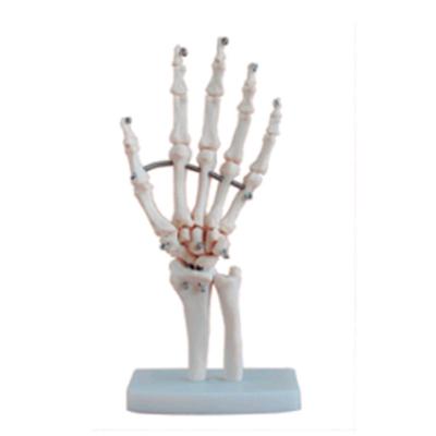 China Durable Natural Size Hand Joint Medical Science Anatomy Model for sale