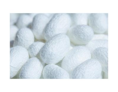 China Factory Private Label Silk Raw Material Cocoons Supplier Organic White Silkworm Cocoon For Skin Care for sale