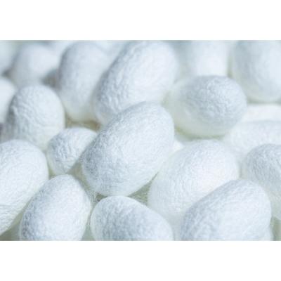 China New type silk comfortable manufacturers hand pick decoration cotton silkworm cocoon for sale