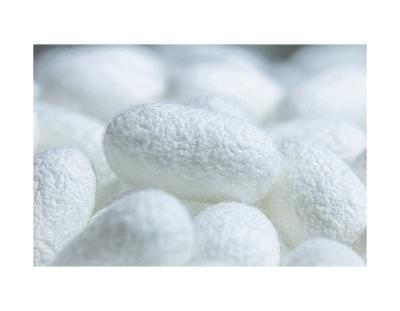 China Natural Artificial Silk Balls Ski Set Raw Silk Cocoon Facial Cocoon Silk Worm 100% Breeding Grade for sale