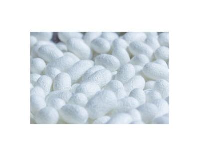 China Good price new type silk silkworm cocoons supplier 100% raw silk cocoon for fabric for sale