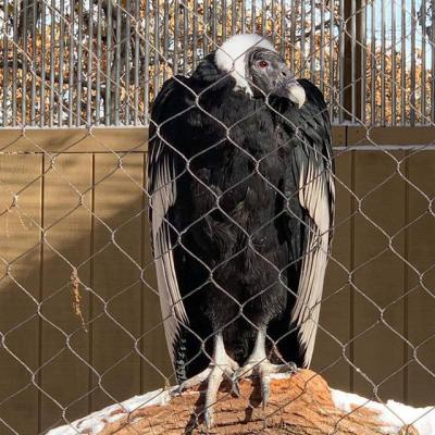 Cina Rete per aviari di uccelli RTS rete di filo di corda durevole per il parco zoologico in vendita