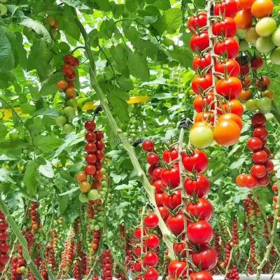 China Vegetable Fruits Flowers multi span tomato  production  tunnel  greenhouse hydroponic  clips gutter for sale