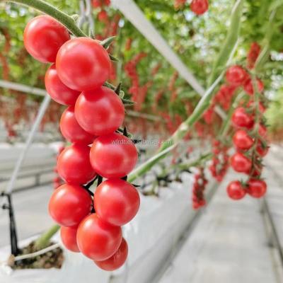 China Vegetable Fruits Flowers tomato hydroponic  bunch holder in greenhouse hanging plant hooks tomato roller hook for sale