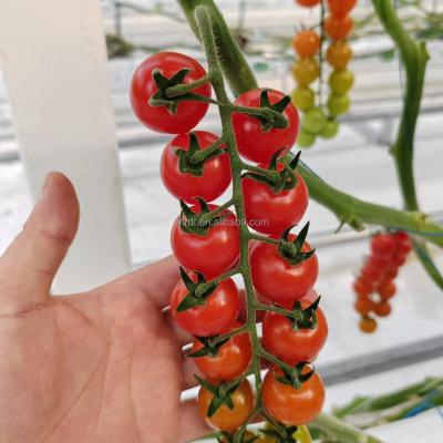 China Vegetable Fruits Flowers agricultural multi-span hydroponic tomato system clear polythene for  greenhouse tunnel coco peat planting bags for sale