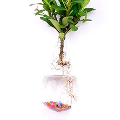 China From Europe cheap hand blown teardrop glass wall planter vase and high quality for sale