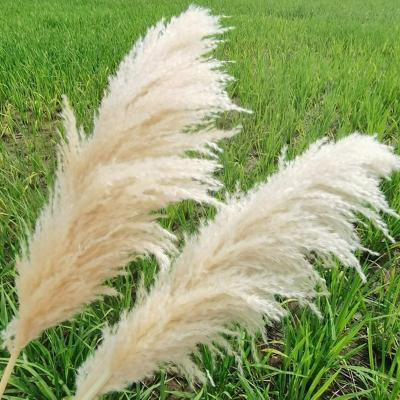 China Artificial Flower Home Wedding Decor 45-120cm Large Natural Faux Beige Fluffy Home Decoration Small Dried Flowers Large Pampasgrass Pampas Grass for sale