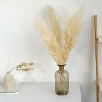 China Factory Decoration Small Home Natural Dry Artificial Flower White Reed Pampas Grass For Decoration Directly for sale