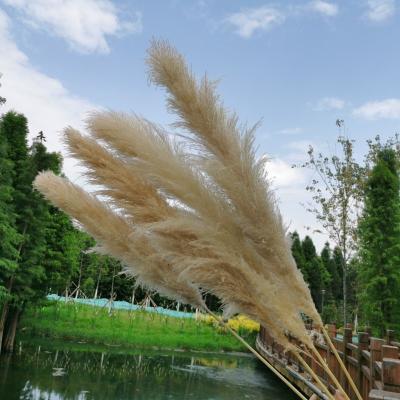 China Home Decoration OEM Package Dried Pampas Grass 80cm Decoration Decor Pampas Grass For Home And Hotel Artificial Flower for sale