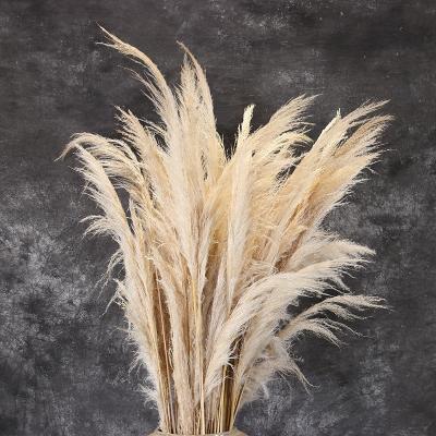 China Home Decoration Nature Nature Pampas Grass Wedding Dry Large Rose Pampas Feathers Artificial Flower for sale