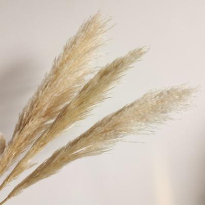 China Home Decoration Factory Custom Size Dried Flowers Wholesale Dried Pampas Grass To Create Elegant Environment Artificial Flower for sale