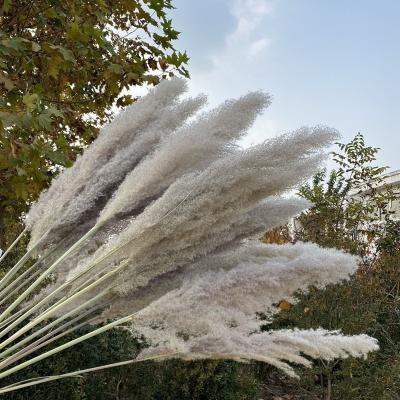 China Home Decoration Fast Delivery Large Size Dry Flowers Pampas Grass For Home Decor Artificial Flower for sale