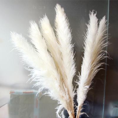 China Factory Wholesale Home Decorative Large Wedding Decoration Artificial Pampas Flowers Dried Tall Large Dry Fluffy Pampas Grass The Artificial Flower for sale