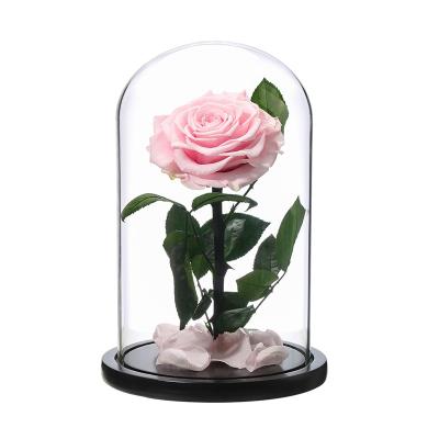 China decorative flowers & Garlands Single Large Size Bella Preserved Flower Valentine Gift Durable Preserved Roses In Glass Dome for sale