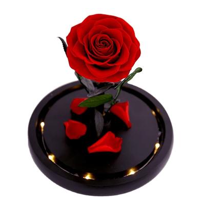 China Last 3-5 Years Preserved Rose Glass Cover Beauty Gift Box Of Roses And Beast Glass Perpetual Immortal Flower Handmade for sale