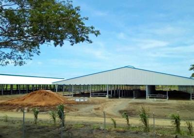 China cowshed project for sale