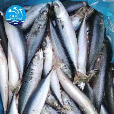 China FROZEN Hot Sale Seafood Frozen Mackerel Pacific Fish for sale