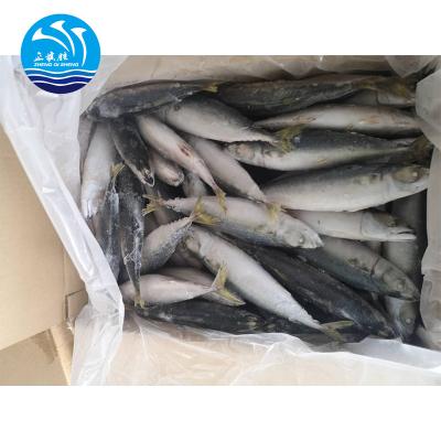 China JELLY Mackerel Fish Sales For Frozen Seafood Shopper for sale