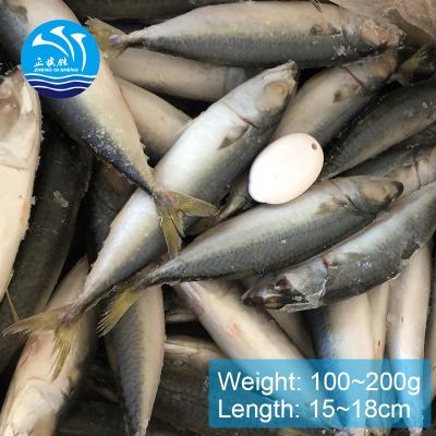 China NATURE seafood good quality cheap whole round pacific mackerel for sale