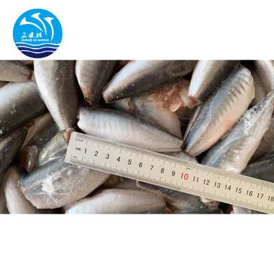 China Decapterus Lajang Round Scad Frozen Saurel Fish 200/300 for sale