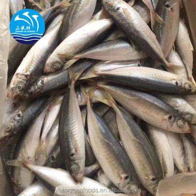 China Good new FROZEN frozen fish from Saurels Price2020 for sale