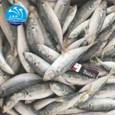 China Frozen Hard Tail Scad Fresh Seafood Saurels 200/300 for sale