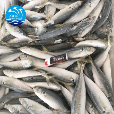 China Frozen Whole Blue Mackerel Round Scad Scad For Market 200/300 for sale