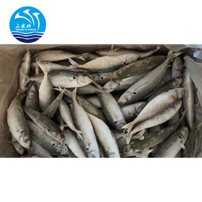 China Low FROZEN price in sale frozen saurels eyes big scad fish IQF for sale