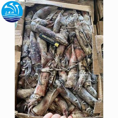 China 300-400g loligo gluten free tube frozen squid for sale for sale