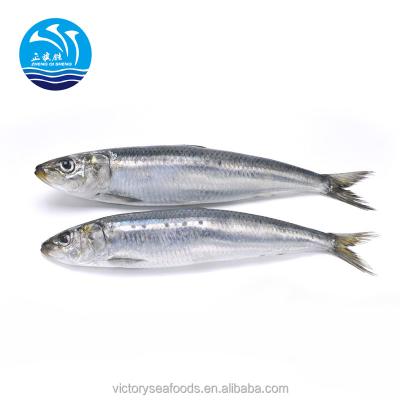 China FROZEN Sea Fish Frozen Sardine for Groundbait on Sale for sale