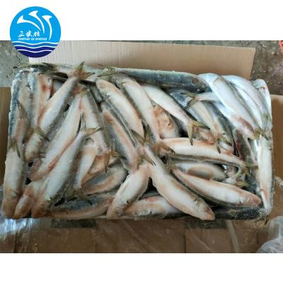 China Pilchard Sardine forThunnus Thynnus Tuna Frozen Whole Round Bait 50-60 for sale