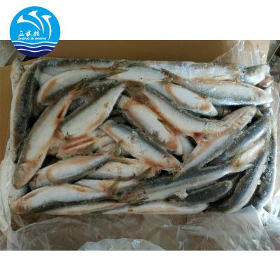 China Low Grade BQF Sardine Fish FROZEN Fresh Frozen Wholesale for sale