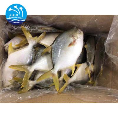 China Whole round of newcomer FROZEN golden damselfish for sale