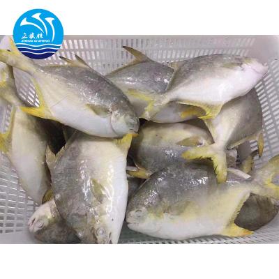 China New Whole Wholesale Seafood JELLY Round Pompano/Pompano Frozen Golden Fish for sale