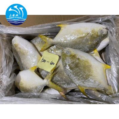 China FROZEN golden pomfret fish for market for sale