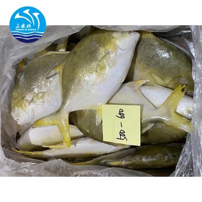 China High quality FROZEN golden pomfret fish golden pompano for market for sale