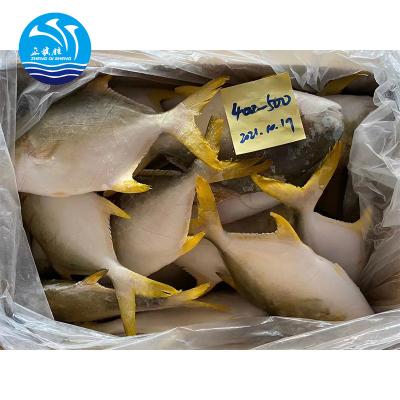 China Wholesale FROZEN Golden Pompano/Golden Pompano WR size 300-800g for sale