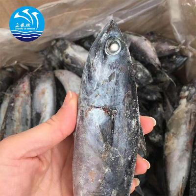 China FROZEN Frozen Bonito to India for sale