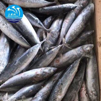 China FROZEN frozen bonito fish with good prices for sale