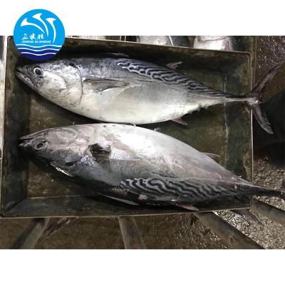 China whole round 1kg frozen bonito tuna fish for sale